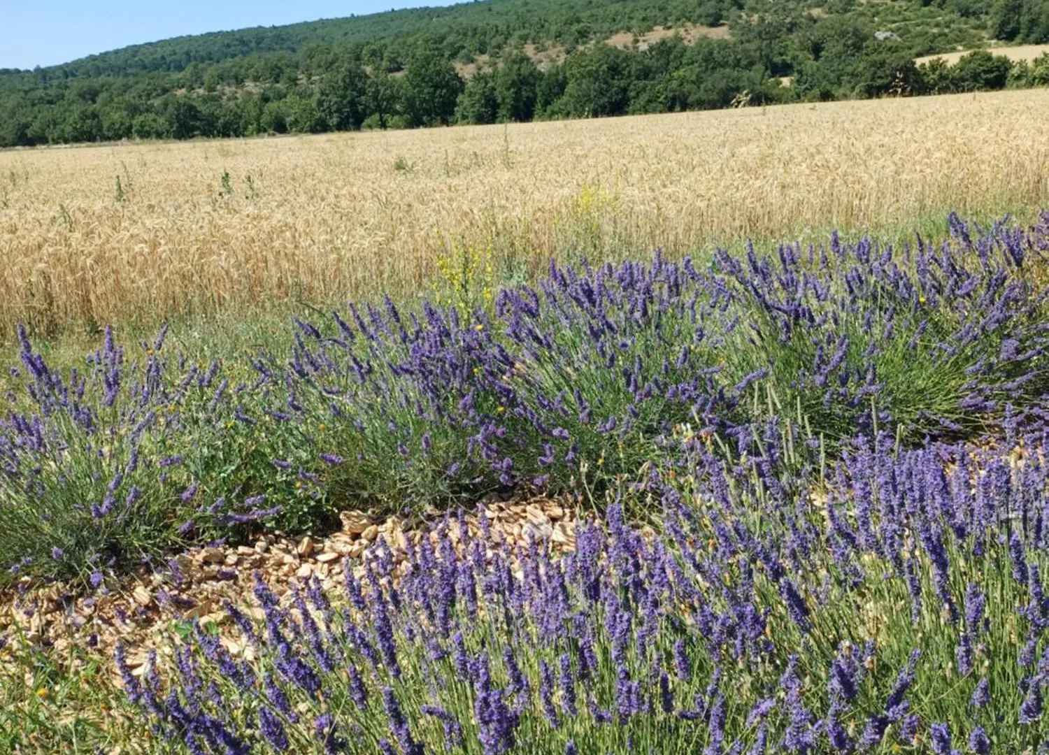 Bed & Breakfast Chambre Dans Ferme Provencale Ongles
