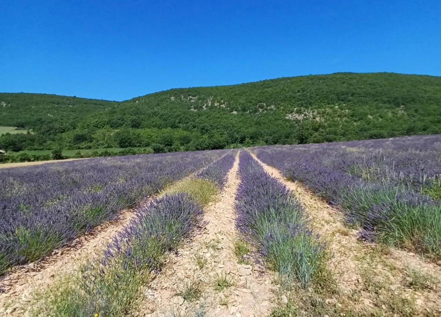 Bed & Breakfast Chambre Dans Ferme Provencale Ongles France