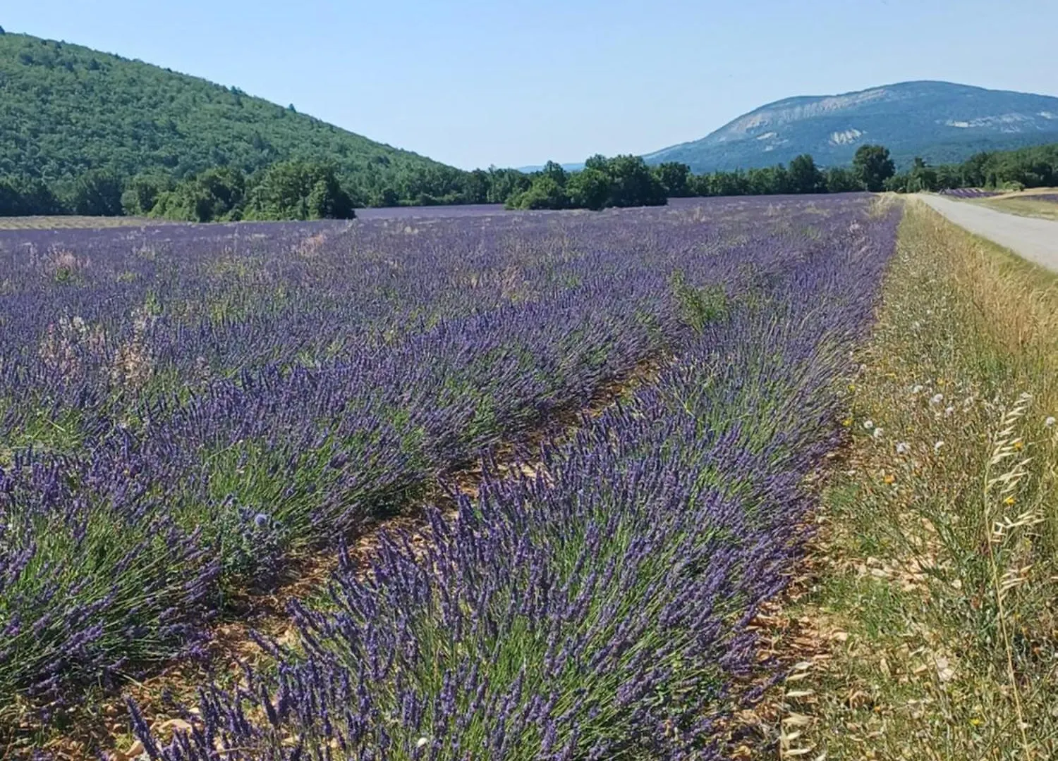Chambre Dans Ferme Provencale Ongles